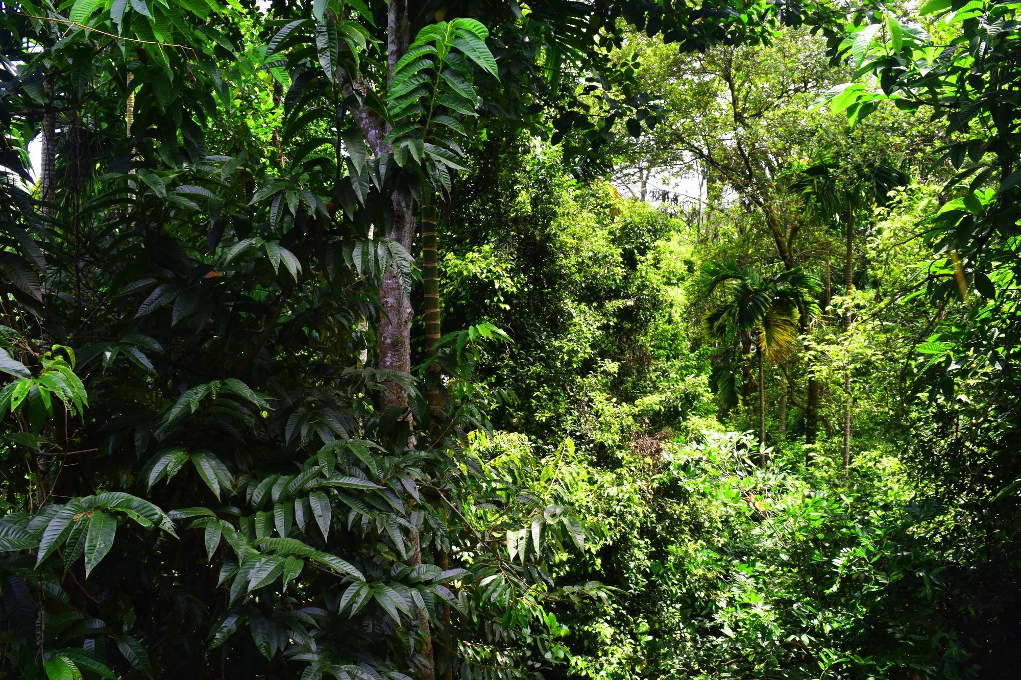 ホテル Avaana By Springhills キャンディー エクステリア 写真